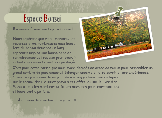 Bienvenue sur le forum Espace Bonsaï