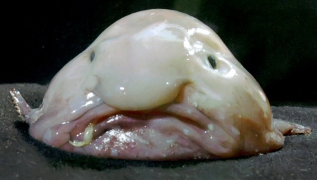 blobfish-67ba97.jpg