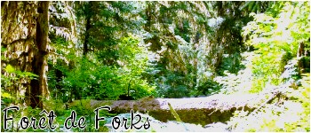 http://img46.xooimage.com/files/3/8/2/foret-de-forks-f01daa.jpg