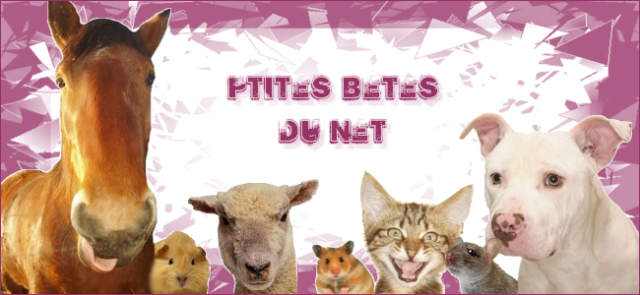 P'tites B&ecirc;tes Du Net