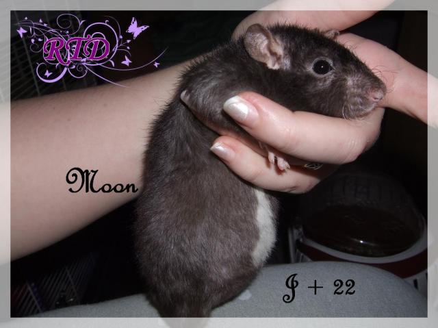 Portée Moon x Malabar, des petits chanceux Dscf8781-727889