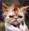 Ver perfil de ElGatoConBotox