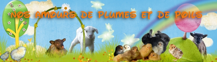 Nos Amours de Plumes et de Poils Forum Index
