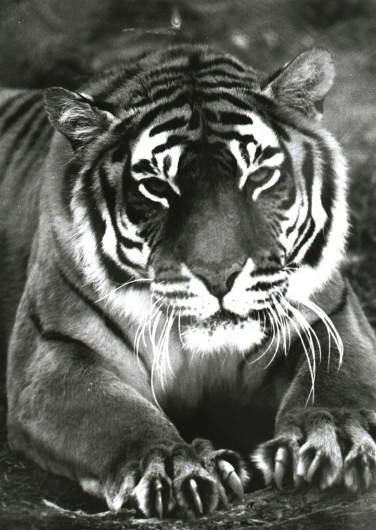 image-tigre-noir-et-blanc-fanfan