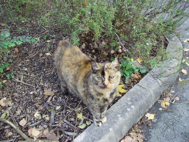 Image: chat-du-centre-ci...eraie-003-8dcb04.jpg