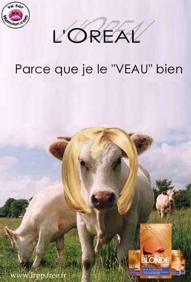 blonde_vache2-6982f9.jpg