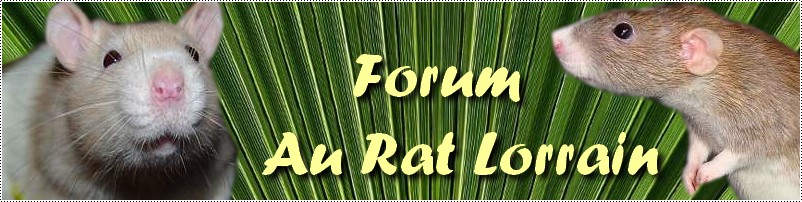 Au Rat Lorrain Forum Index
