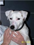 Jack Russel non LOF 1 an (Assoc Envie de Vivre 88) Getattachment-2358f8b