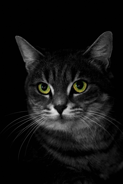 image-chat-fond-noir-fanfan