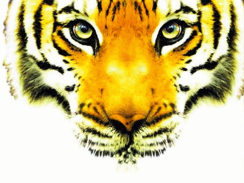 gif-tigre-fanfan